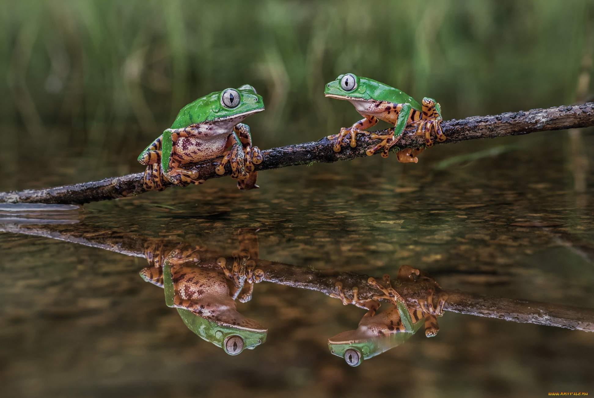 ��������, �������, ���������